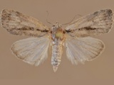 Characoma miophora